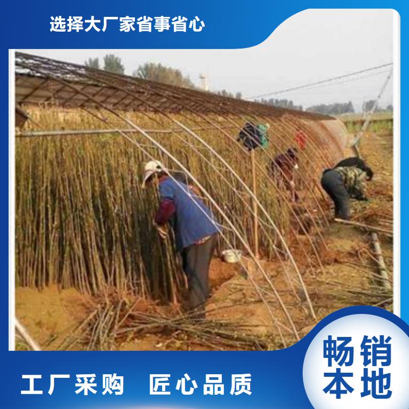 香椿苗-梨树苗支持加工定制