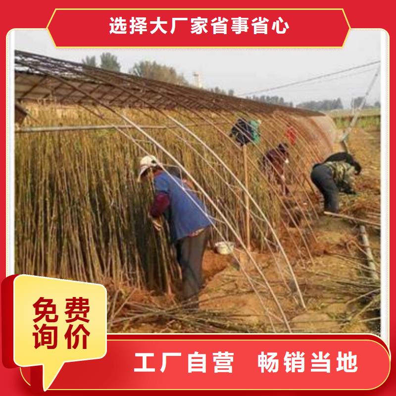 香椿苗【板栗苗】敢与同行比价格