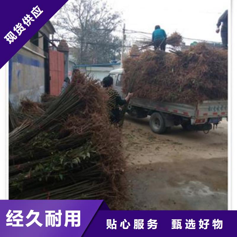 香椿苗桃树苗采购