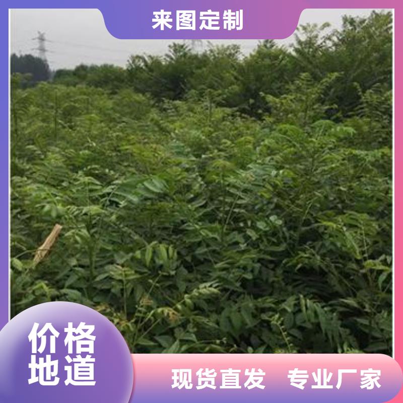 香椿苗桃树苗采购