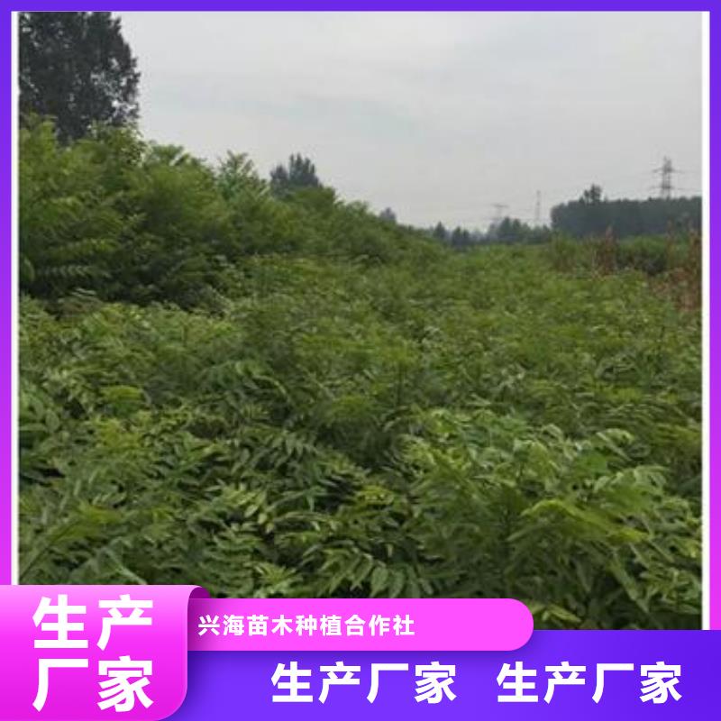 【香椿苗】花椒苗厂家案例