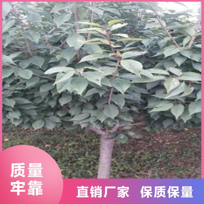 樱花蓝莓苗产品参数