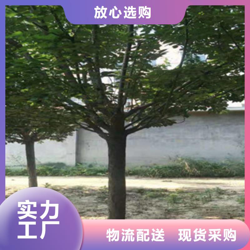 樱花钙果苗欢迎来厂考察