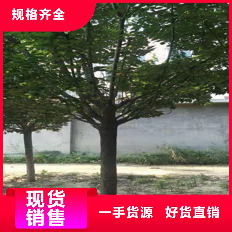 樱花泰山景松造型景松质量为本