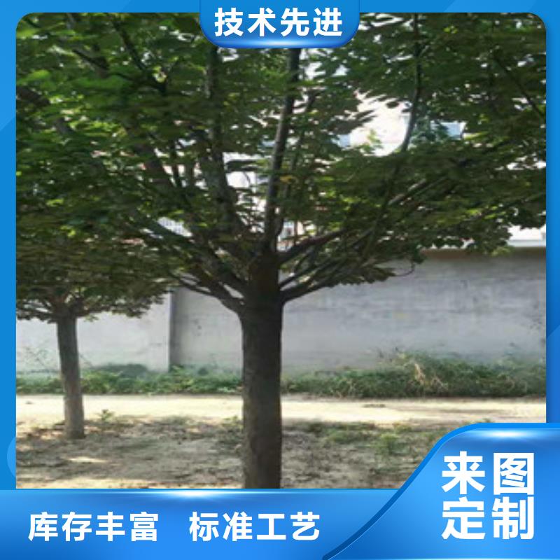 樱花占地果树海量现货