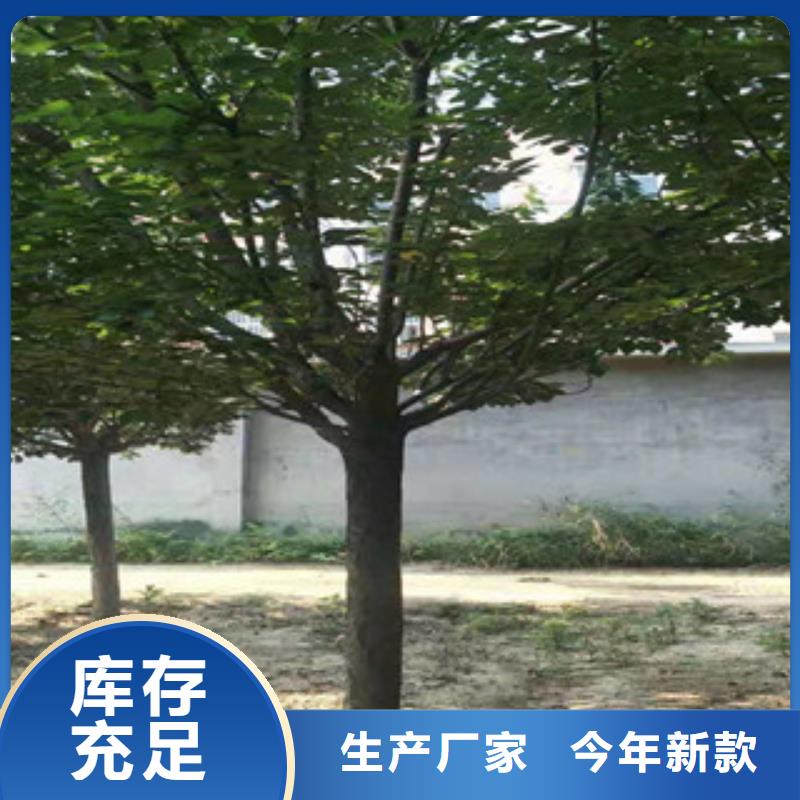 樱花国槐品质保证