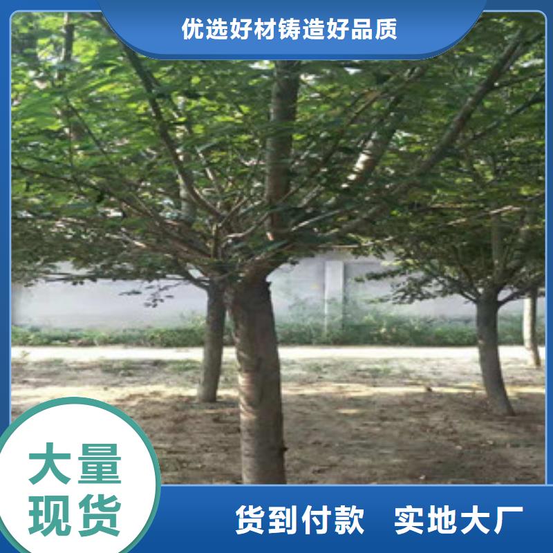 樱花占地果树海量现货