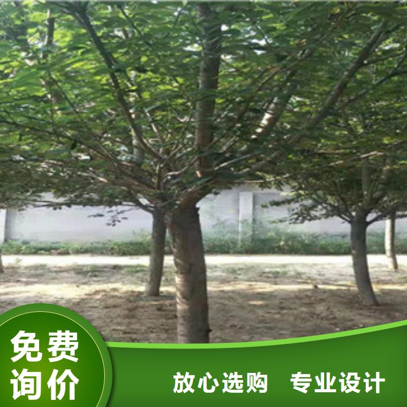 樱花国槐品质保证