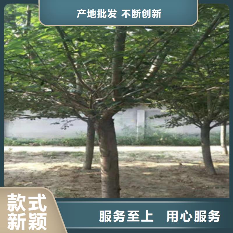 樱花_钙果苗诚信厂家
