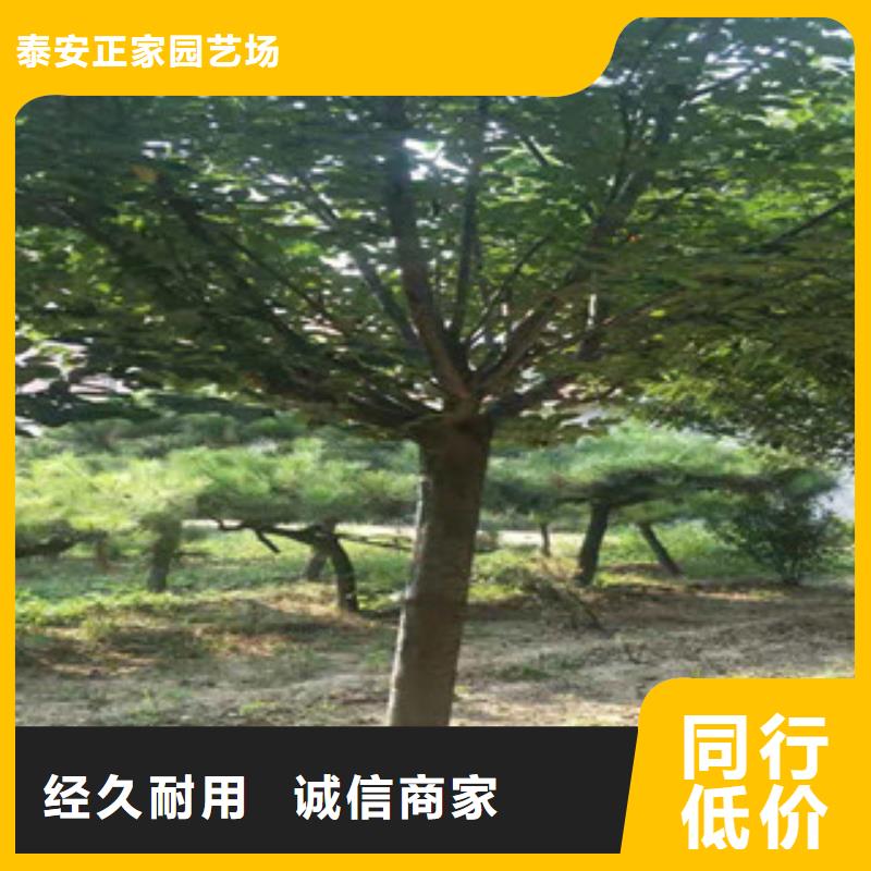 樱花,绿化树绿化工程产地工厂