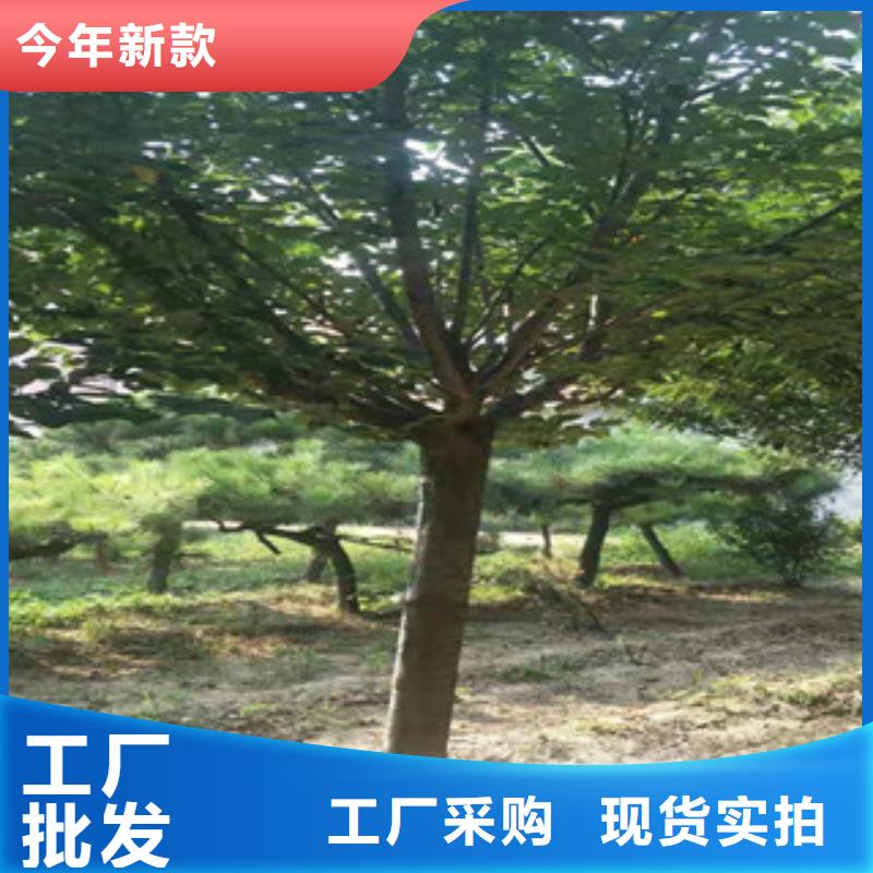 樱花,蓝莓苗实力大厂家
