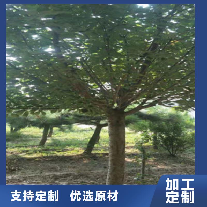 樱花蓝莓苗生产加工