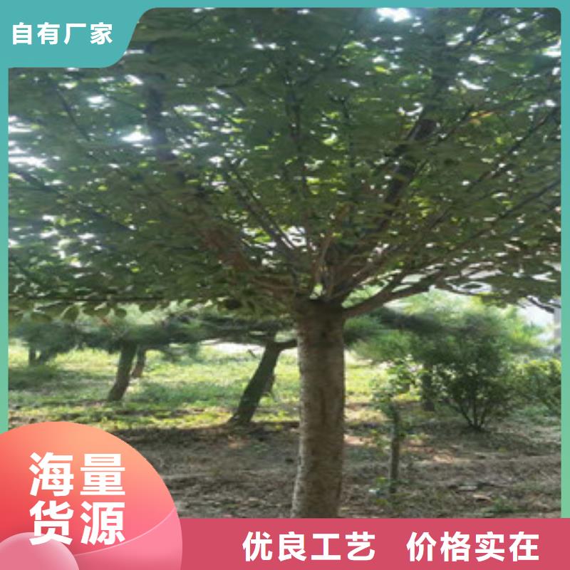樱花国槐品质保证