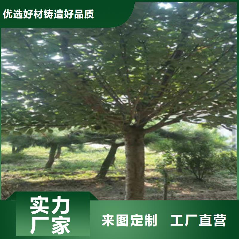 樱花,蓝莓苗实力大厂家