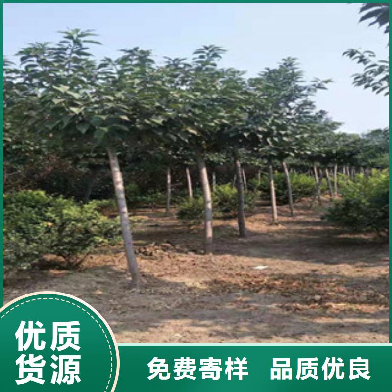 樱花钙果苗欢迎来厂考察