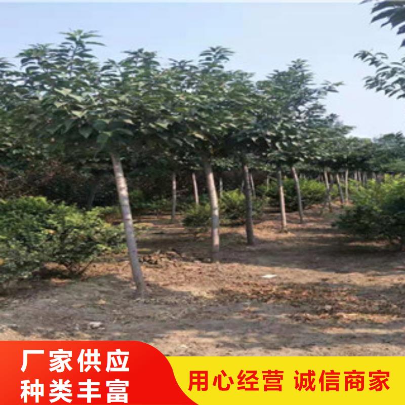 樱花,绿化树绿化工程产地工厂