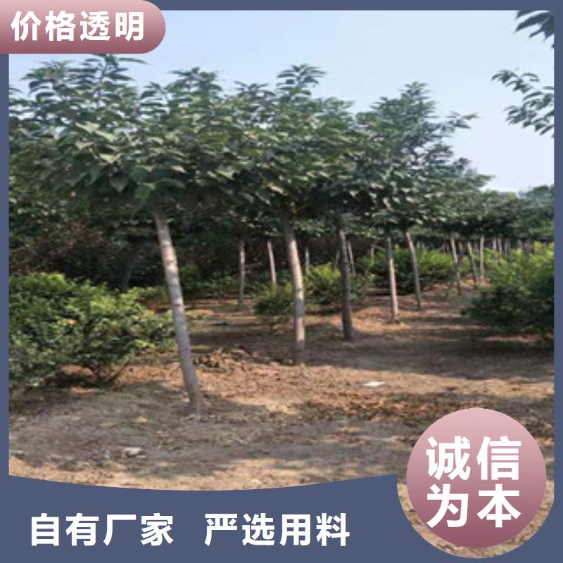 樱花_钙果苗诚信厂家