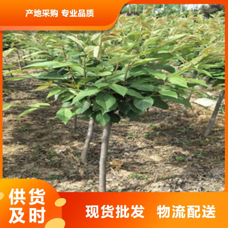 樱花核桃苗樱花苗长果桑树苗多年实力厂家