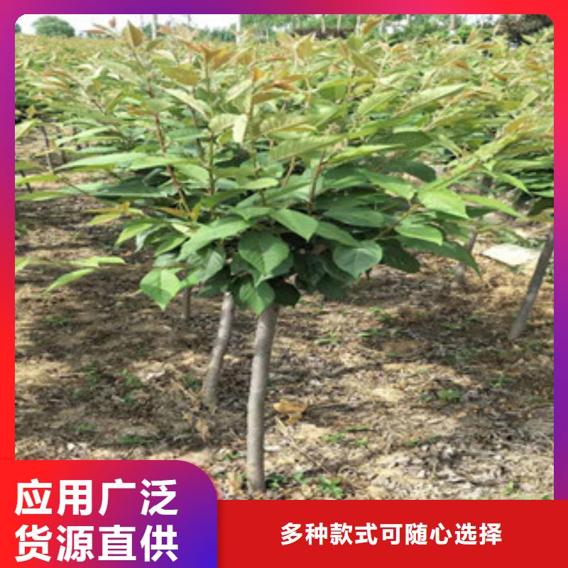 樱花_【绿化树绿化工程】放心选购