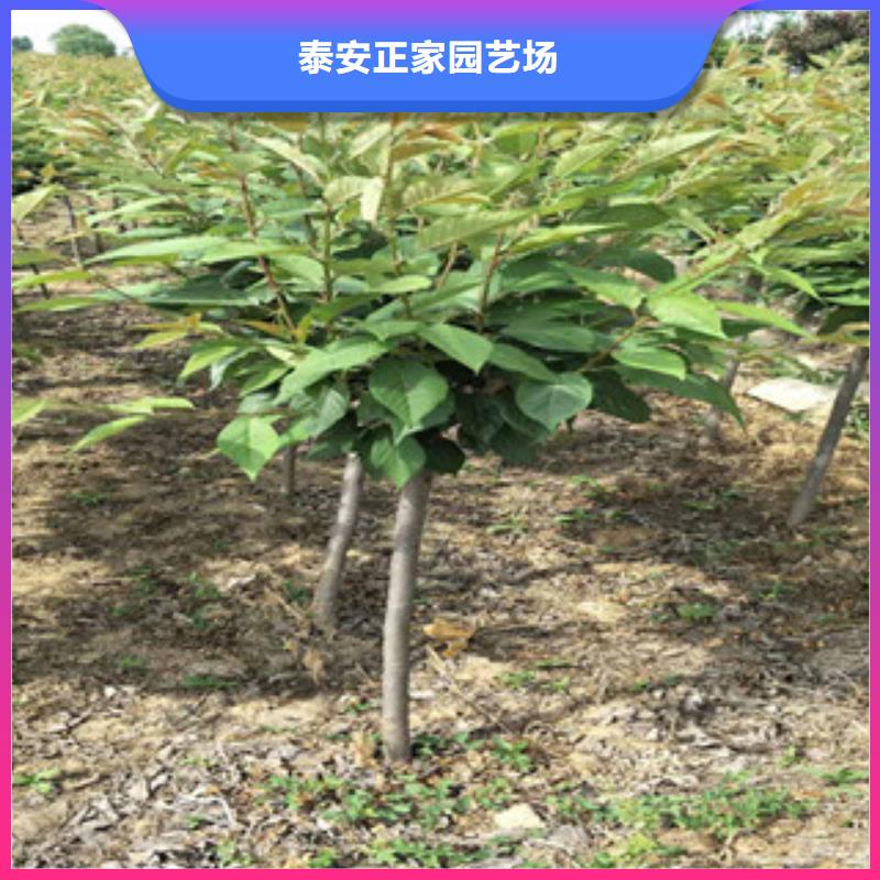 樱花核桃苗樱花苗长果桑树苗定制销售售后为一体