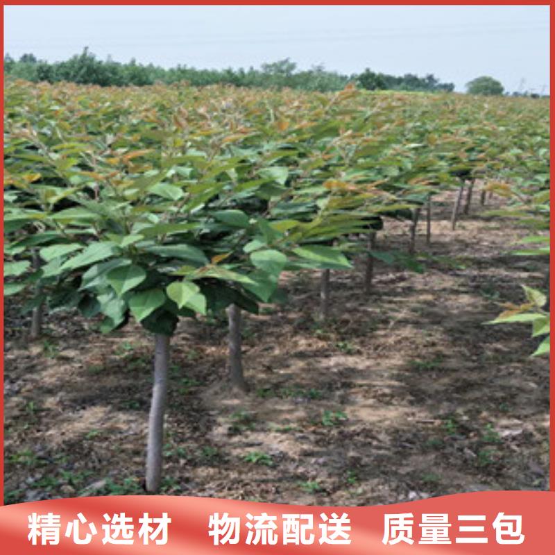 樱花国槐品质保证