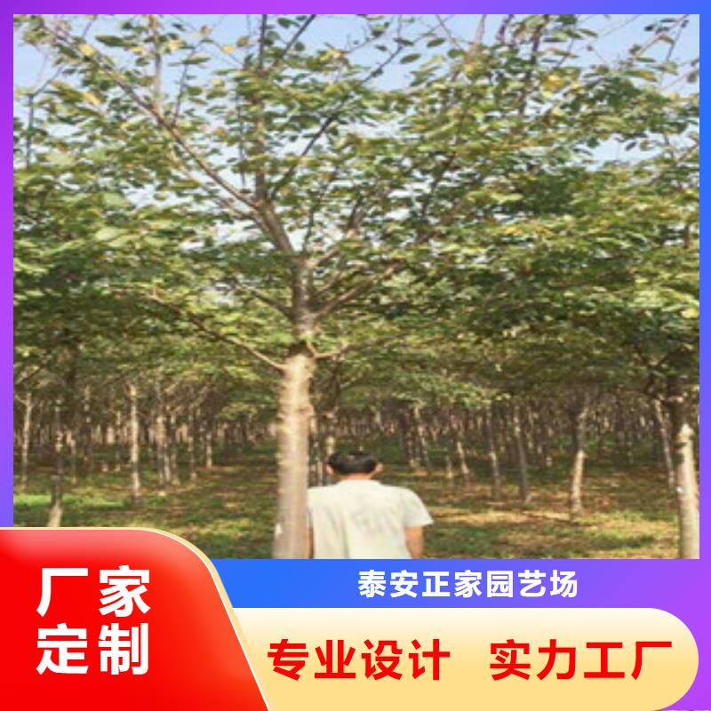 樱花-泰山景松造型景松诚信商家