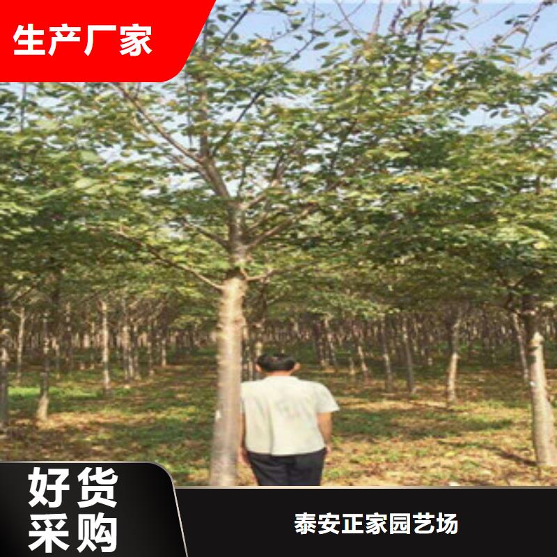 樱花_钙果苗诚信厂家