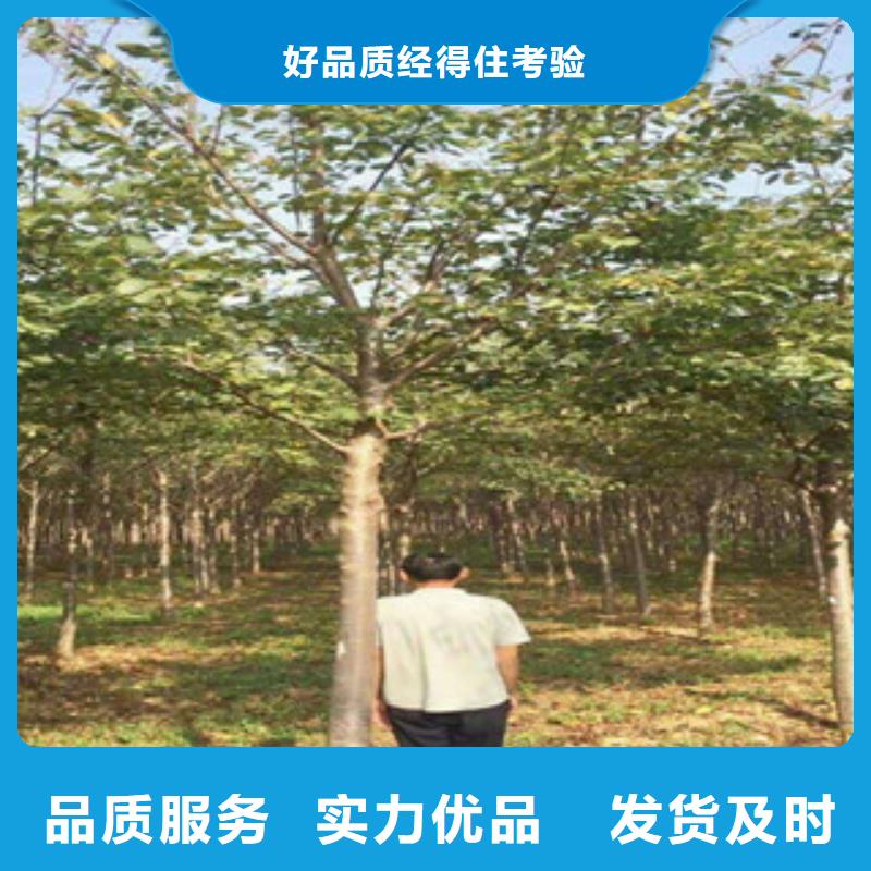 樱花核桃苗樱花苗长果桑树苗多年实力厂家