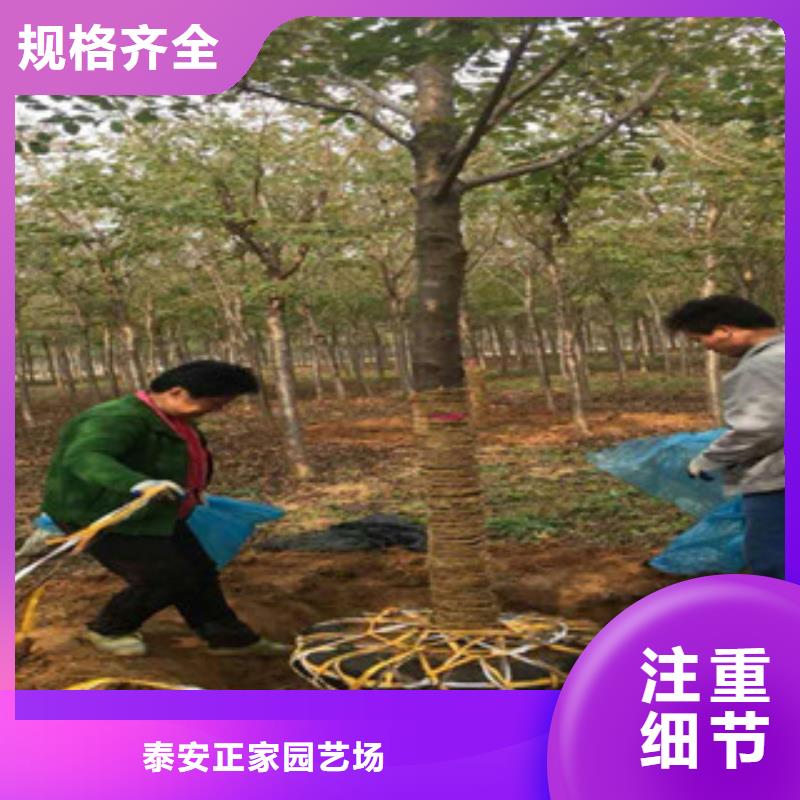 樱花蓝莓苗来图来样定制
