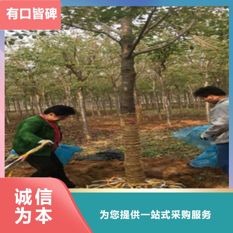 樱花泰山景松造型景松一站式采购商