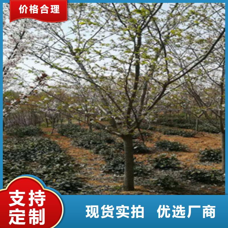 樱花占地果树工艺层层把关