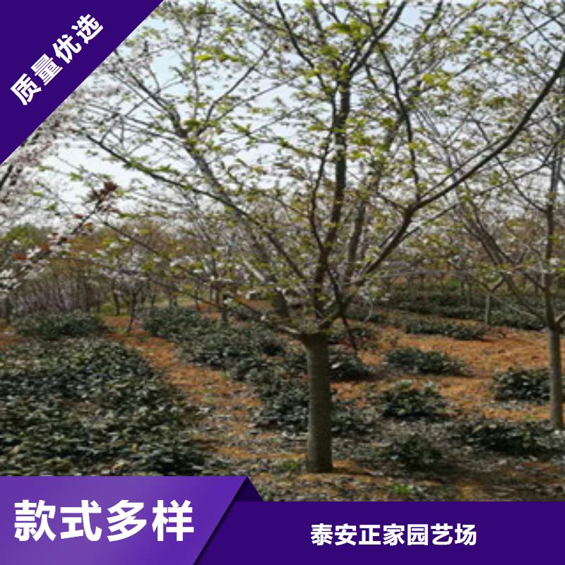 樱花樱桃苗款式新颖