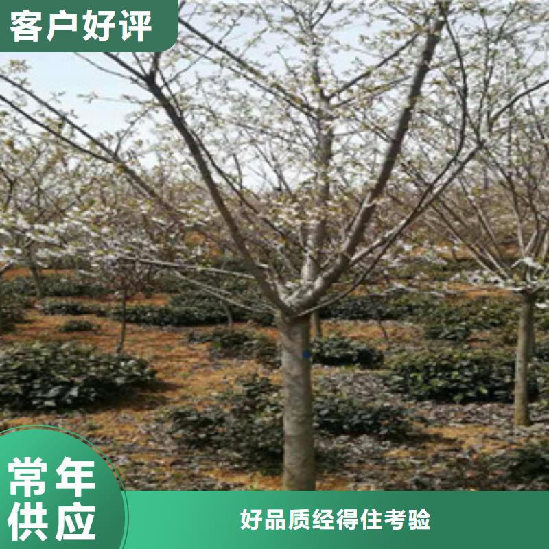 樱花蓝莓苗生产加工