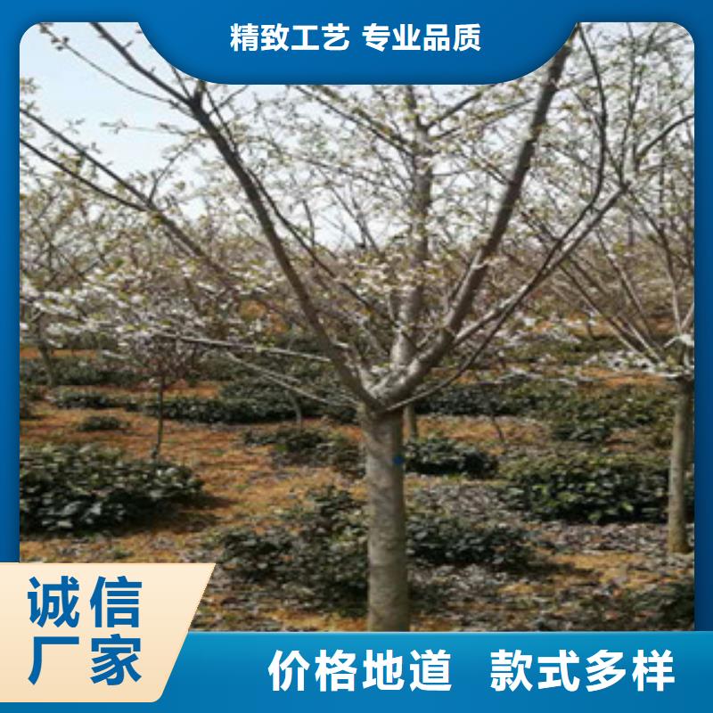 樱花钙果苗多家仓库发货