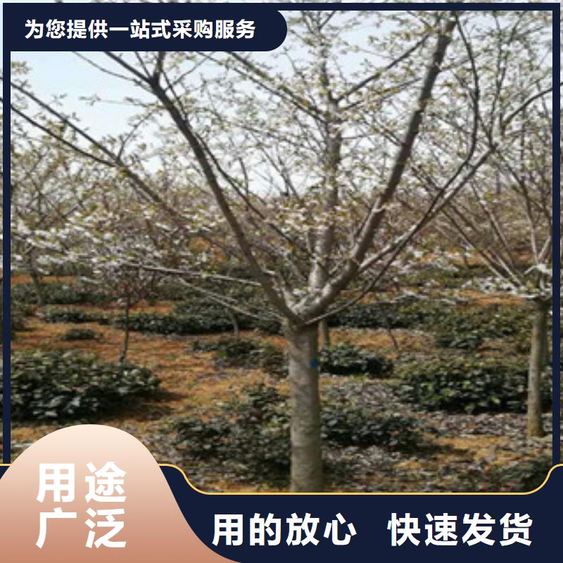 樱花_【绿化树绿化工程】放心选购