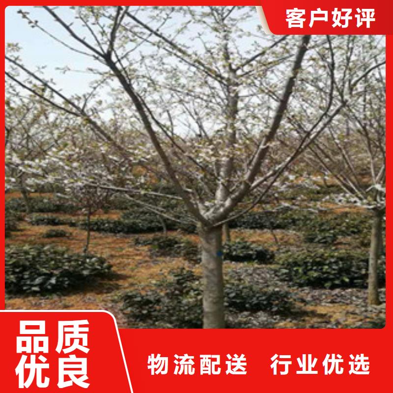 樱花,钙果苗现货