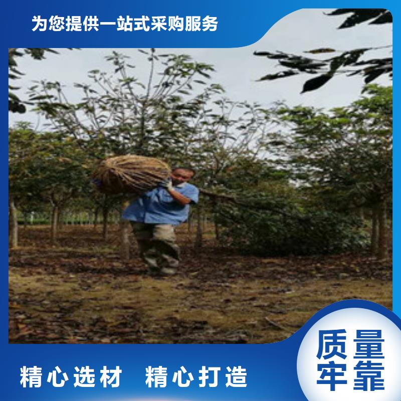 樱花占地果树海量现货