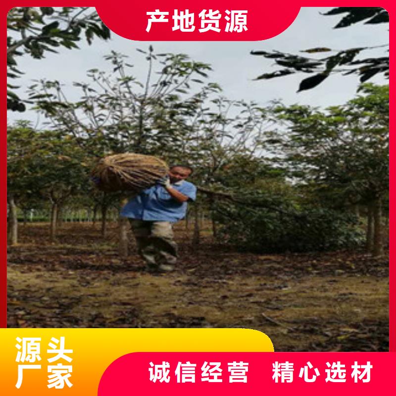 樱花核桃苗樱花苗长果桑树苗多年实力厂家