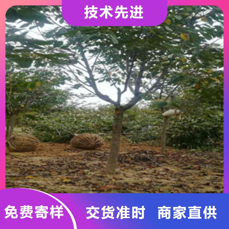 樱花占地果树工艺层层把关
