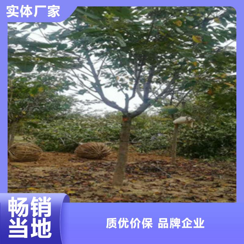 樱花蓝莓苗做工精细