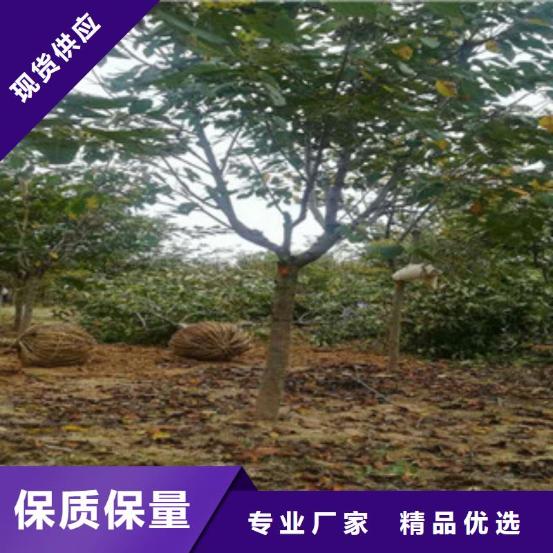 樱花钙果苗欢迎来厂考察