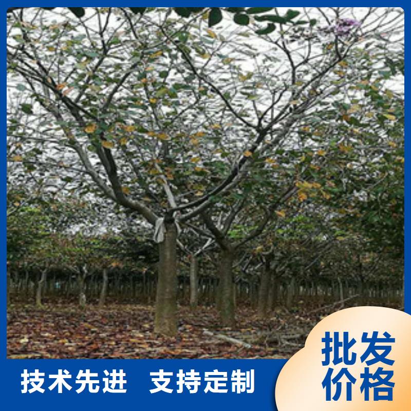 樱花_【绿化树绿化工程】价格低