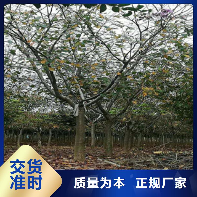 樱花,绿化树绿化工程产地工厂