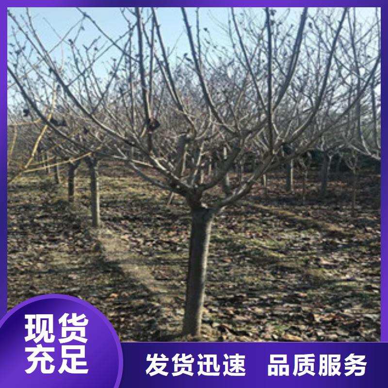 樱花蓝莓苗产品参数