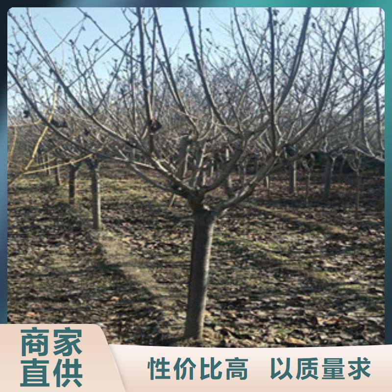 樱花泰山景松造型景松一站式采购商