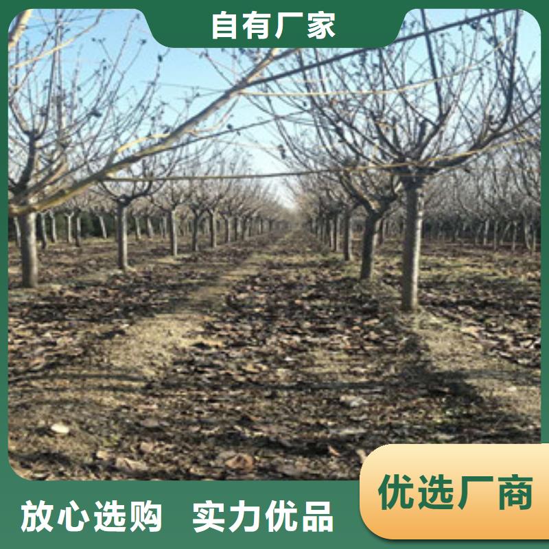 樱花泰山景松造型景松一站式采购商
