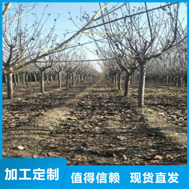 樱花蓝莓苗生产加工