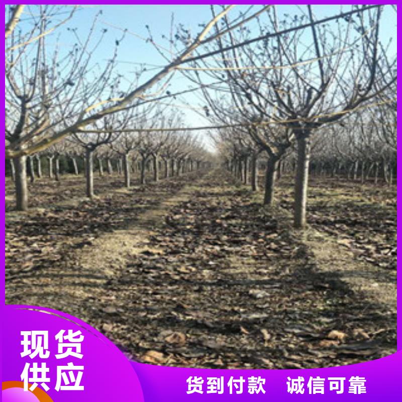 樱花樱桃苗款式新颖
