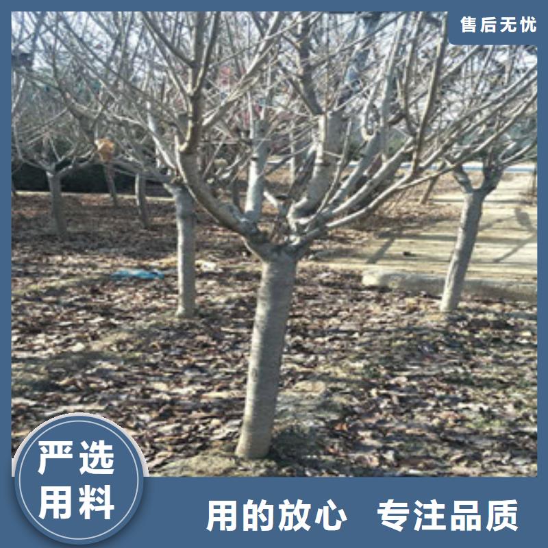 樱花_【绿化树绿化工程】放心选购
