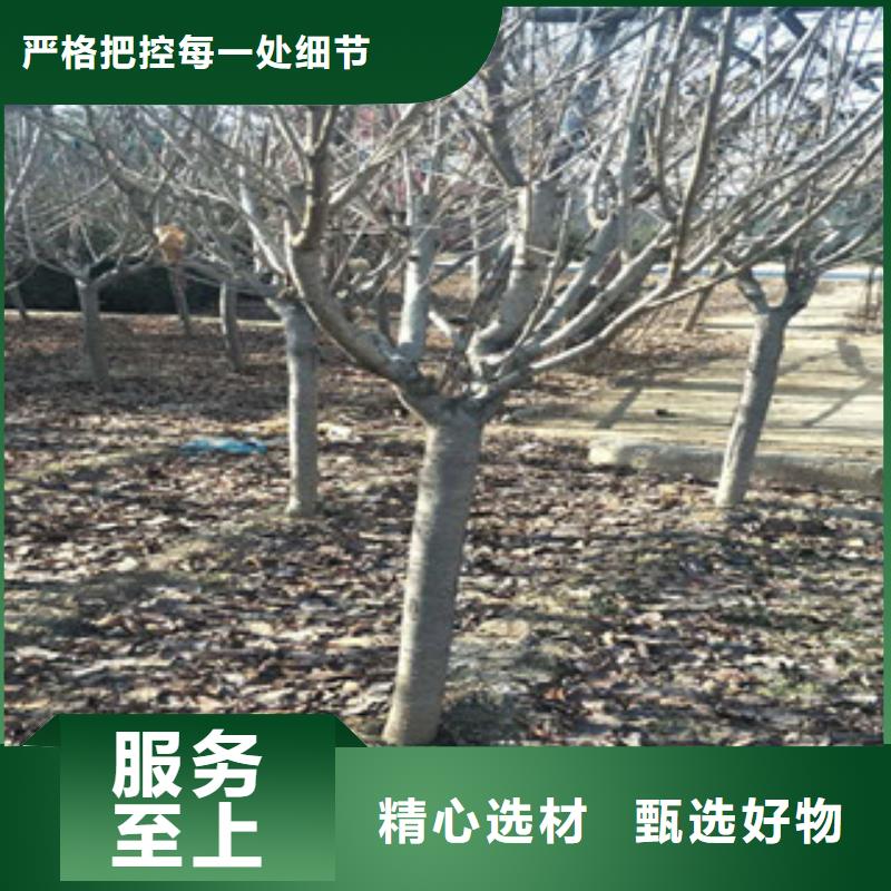 樱花国槐品质保证